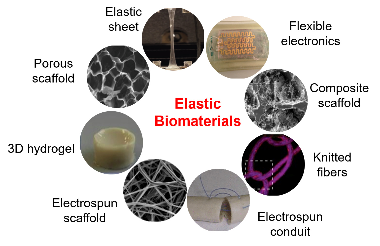 biomaterials in tissue engineering ppt